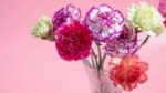 Fresh Cut Carnations for Export Worldwide