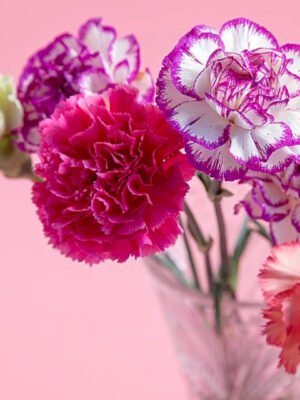 Fresh Cut Carnations for Export Worldwide