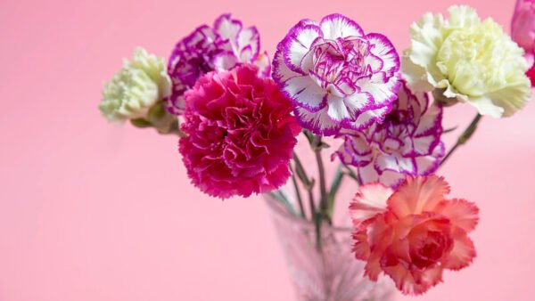 Fresh Cut Carnations for Export Worldwide
