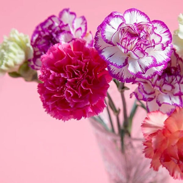 Fresh Cut Carnations for Export Worldwide