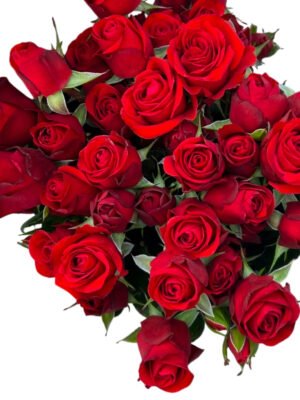 Premium Fresh Cut Spray Roses Wholesale Red Spray Roses Yunnan For Wedding Bouquets & Event Florals