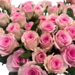 Premium Fresh Cut Roses Wholesale Blush Pink Roses Yunnan For Wedding Bouquets & Event Florals