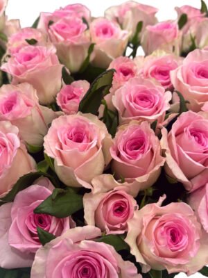 Premium Fresh Cut Roses Wholesale Blush Pink Roses Yunnan For Wedding Bouquets & Event Florals