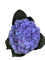 Premium Fresh Cut Double Hydrangea Wholesale Hydrangea Yunnan For Wedding Bouquets & Large Event Centerpieces
