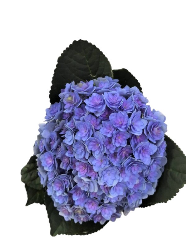 Premium Fresh Cut Double Hydrangea Wholesale Hydrangea Yunnan For Wedding Bouquets & Large Event Centerpieces