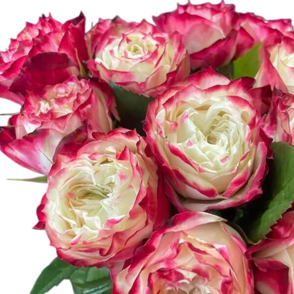 Premium Fresh Cut Roses Wholesale Apple Jack Roses Yunnan For Wedding Bouquets & Event Florals