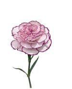 Fresh Cut Carnations Dianthus Supplier China Yunnan Bulk Export For Overseas Flower Importers