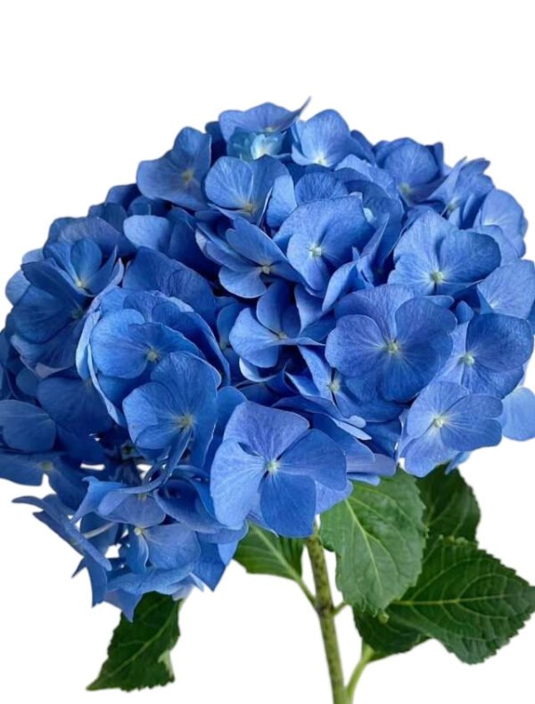 Premium Fresh Cut Spray Roses Wholesale Violet Spray Roses Yunnan For Wedding Bouquets & Event Florals (复制)