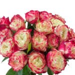 Premium Fresh Cut Roses Wholesale Apple Jack Roses Yunnan For Wedding Bouquets & Event Florals