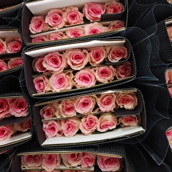 Premium Fresh Cut Roses Wholesale Blush Pink Roses Yunnan For Wedding Bouquets & Event Florals