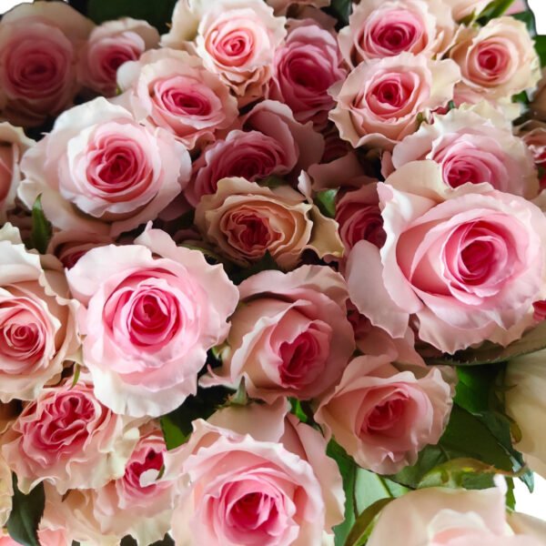 Premium Fresh Cut Roses Wholesale Blush Pink Roses Yunnan For Wedding Bouquets & Event Florals