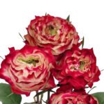 Premium Fresh Cut Roses Wholesale Apple Jack Roses Yunnan For Wedding Bouquets & Event Florals