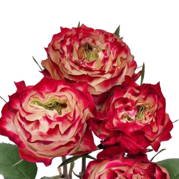 Premium Fresh Cut Roses Wholesale Apple Jack Roses Yunnan For Wedding Bouquets & Event Florals