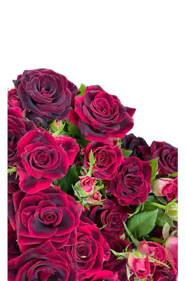 Premium Fresh Cut Spray Roses Wholesale Violet Spray Roses Yunnan For Wedding Bouquets & Event Florals