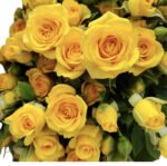 Premium Fresh Cut Spray Roses Wholesale Yellow Spray Roses Yunnan For Wedding Bouquets & Event Florals