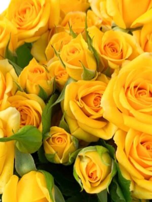 Premium Fresh Cut Spray Roses Wholesale Yellow Spray Roses Yunnan For Wedding Bouquets & Event Florals