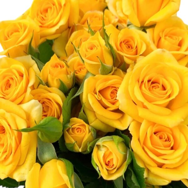 Premium Fresh Cut Spray Roses Wholesale Yellow Spray Roses Yunnan For Wedding Bouquets & Event Florals