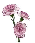 Fresh Cut Carnations Dianthus Supplier China Yunnan Bulk Export For Overseas Flower Importers