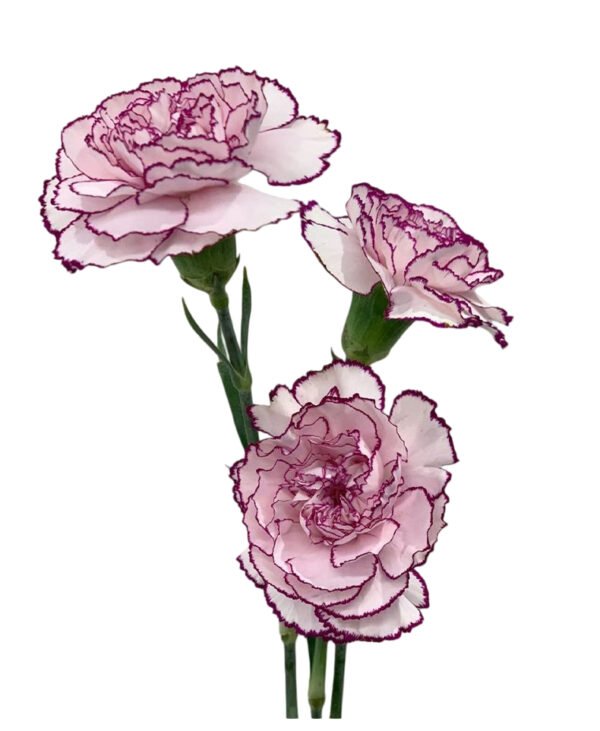 Fresh Cut Carnations Dianthus Supplier China Yunnan Bulk Export For Overseas Flower Importers