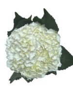 Premium Fresh Cut Double Hydrangea Wholesale Hydrangea Yunnan For Wedding Bouquets & Large Event Centerpieces