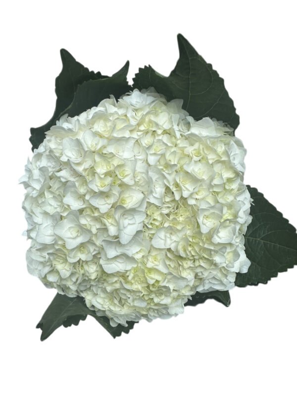 Premium Fresh Cut Double Hydrangea Wholesale Hydrangea Yunnan For Wedding Bouquets & Large Event Centerpieces