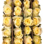 Premium Fresh Cut Roses Wholesale Butter Cup Roses Yunnan For Wedding Bouquets & Event Florals
