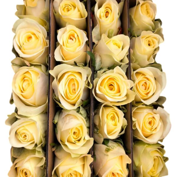 Premium Fresh Cut Roses Wholesale Butter Cup Roses Yunnan For Wedding Bouquets & Event Florals