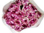 Fresh Cut Carnations Dianthus Supplier China Yunnan Bulk Export For Overseas Flower Importers