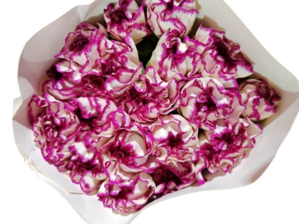 Fresh Cut Carnations Dianthus Supplier China Yunnan Bulk Export For Overseas Flower Importers