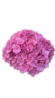Premium Fresh Cut Spray Roses Wholesale Violet Spray Roses Yunnan For Wedding Bouquets & Event Florals (复制)