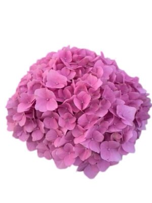 Premium Fresh Cut Spray Roses Wholesale Violet Spray Roses Yunnan For Wedding Bouquets & Event Florals (复制)