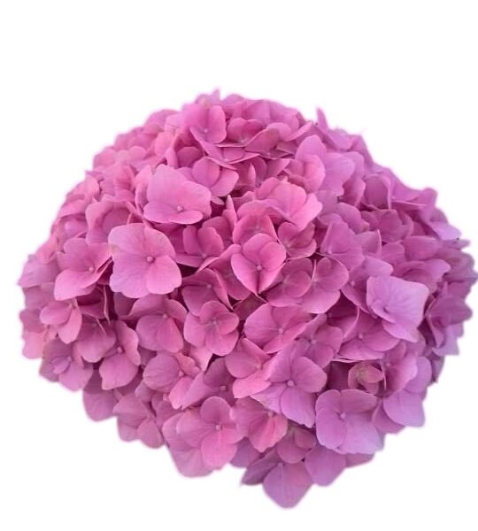 Premium Fresh Cut Spray Roses Wholesale Violet Spray Roses Yunnan For Wedding Bouquets & Event Florals (复制)