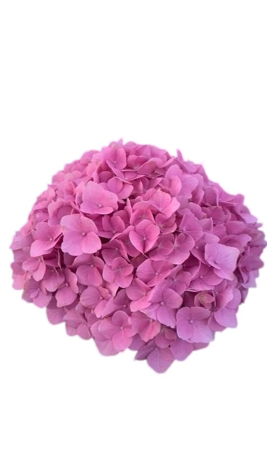 Premium Fresh Cut Spray Roses Wholesale Violet Spray Roses Yunnan For Wedding Bouquets & Event Florals (复制)