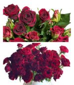 Premium Fresh Cut Spray Roses Wholesale Violet Spray Roses Yunnan For Wedding Bouquets & Event Florals