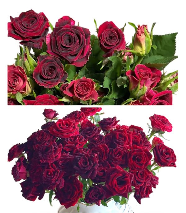 Premium Fresh Cut Spray Roses Wholesale Violet Spray Roses Yunnan For Wedding Bouquets & Event Florals