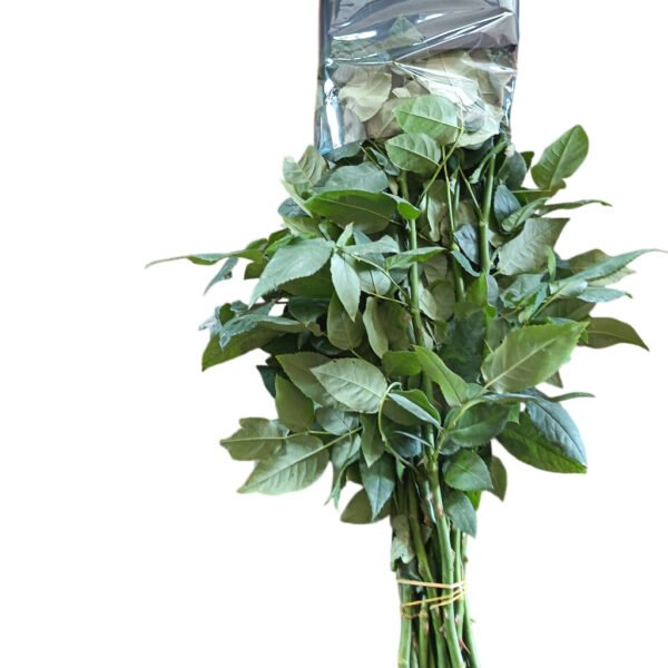 Premium Fresh Cut Roses Wholesale Apple Jack Roses Yunnan For Wedding Bouquets & Event Florals