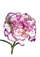 Fresh Cut Carnations Dianthus Supplier China Yunnan Bulk Export For Overseas Flower Importers