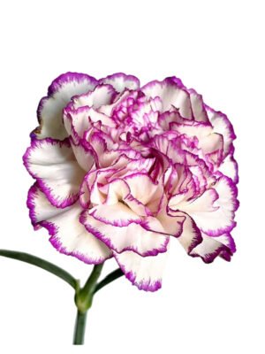 Fresh Cut Carnations Dianthus Supplier China Yunnan Bulk Export For Overseas Flower Importers