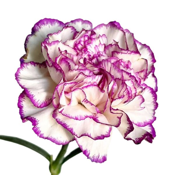 Fresh Cut Carnations Dianthus Supplier China Yunnan Bulk Export For Overseas Flower Importers