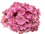 Premium Fresh Cut Double Hydrangea Wholesale Hydrangea Yunnan For Wedding Bouquets & Large Event Centerpieces