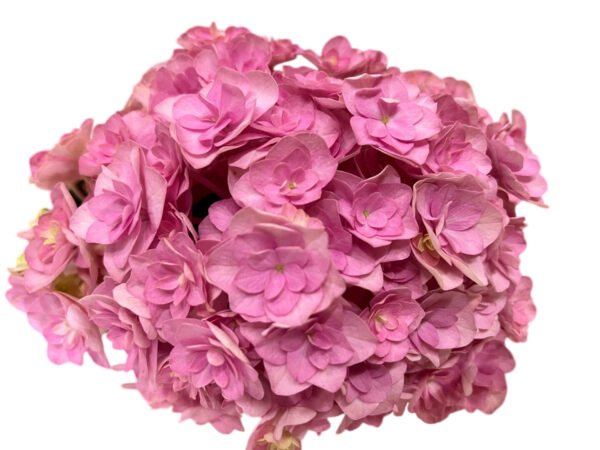 Premium Fresh Cut Double Hydrangea Wholesale Hydrangea Yunnan For Wedding Bouquets & Large Event Centerpieces