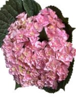 Premium Fresh Cut Double Hydrangea Wholesale Hydrangea Yunnan For Wedding Bouquets & Large Event Centerpieces