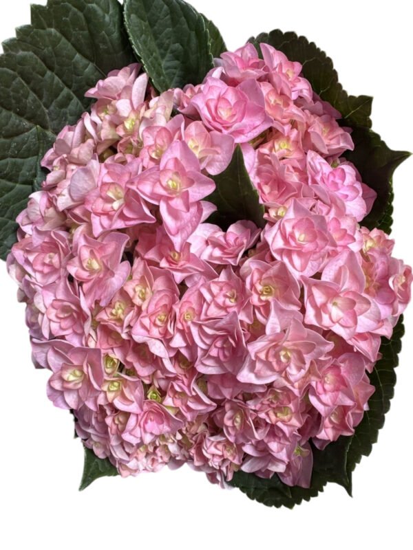 Premium Fresh Cut Double Hydrangea Wholesale Hydrangea Yunnan For Wedding Bouquets & Large Event Centerpieces