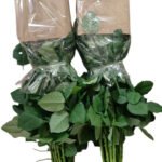 Premium Fresh Cut Roses Wholesale Butter Cup Roses Yunnan For Wedding Bouquets & Event Florals