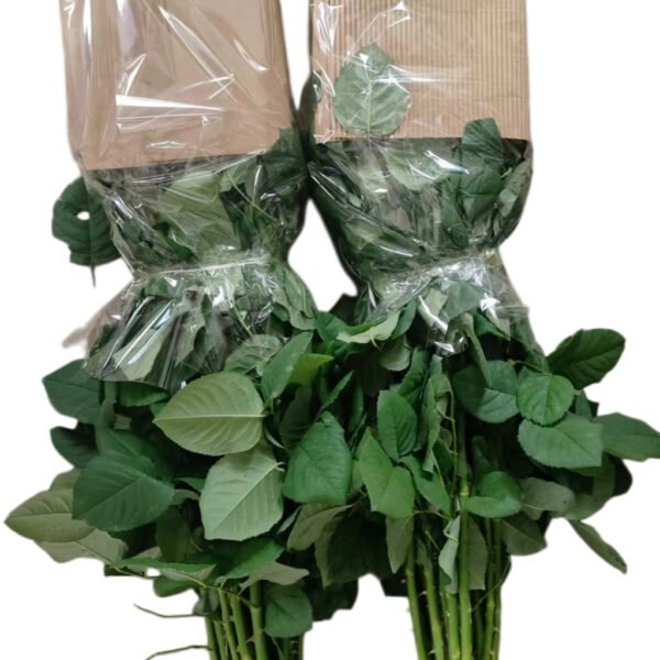 Premium Fresh Cut Roses Wholesale Butter Cup Roses Yunnan For Wedding Bouquets & Event Florals