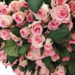 Premium Fresh Cut Roses Wholesale Blush Pink Roses Yunnan For Wedding Bouquets & Event Florals