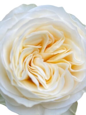 Premium Fresh Cut Roses Wholesale Butter Cup Roses Yunnan For Wedding Bouquets & Event Florals