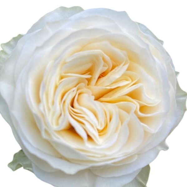 Premium Fresh Cut Roses Wholesale Butter Cup Roses Yunnan For Wedding Bouquets & Event Florals
