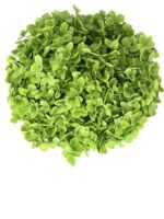 Premium Fresh Cut Spray Roses Wholesale Violet Spray Roses Yunnan For Wedding Bouquets & Event Florals (复制)