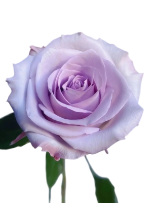Premium Fresh Cut Roses Wholesale Purple Roses Yunnan For Wedding Bouquets & Event Florals